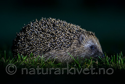 BB 14 0166 / Erinaceus europaeus / Piggsvin